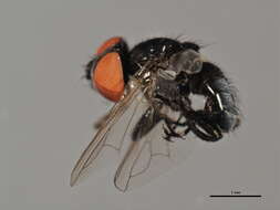 Image of Phasia