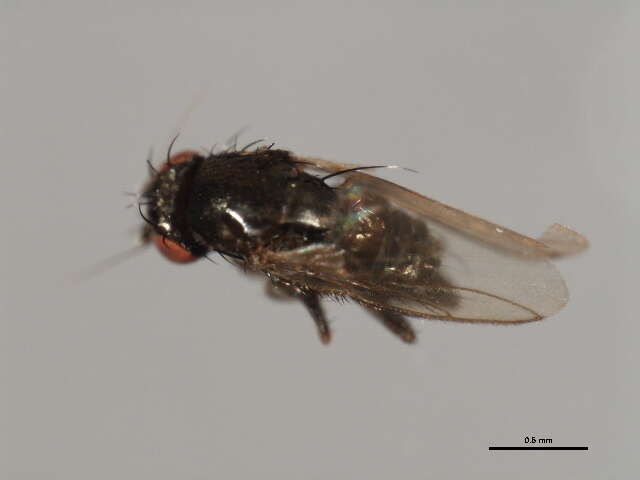 Image of Fly