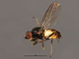 Image of Incertella incerta (Becker 1912)