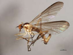 Image of Long-tailed Dance Fly