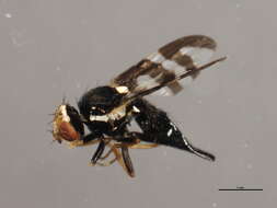 Image de Urophora quadrifasciata (Meigen 1826)