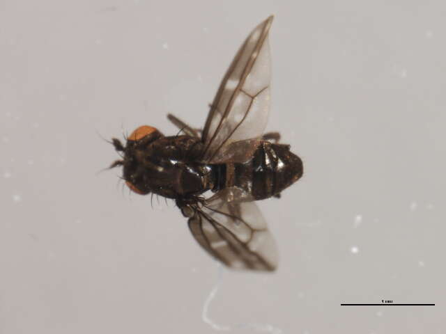 Image of Shore fly
