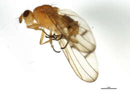 Image of Dryomyza