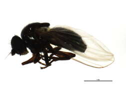 Image of Agromyza albipennis Meigen 1830