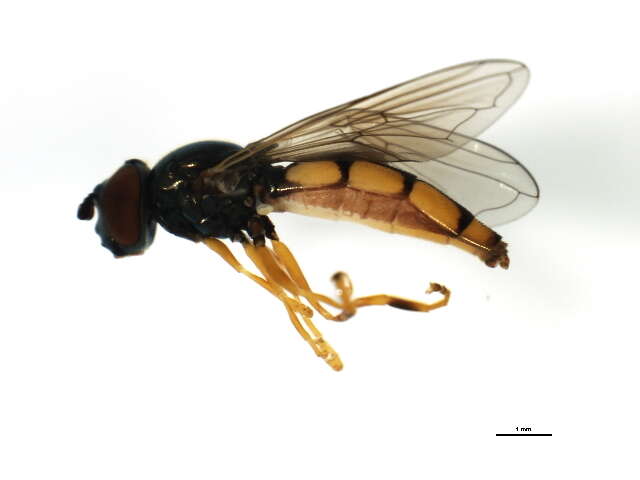 Imagem de Platycheirus quadratus (Say 1823)