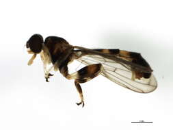 Image of Sphegina petiolata Coquillett 1910