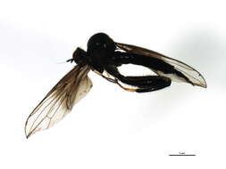 Image of Euhybus triplex (Walker 1849)