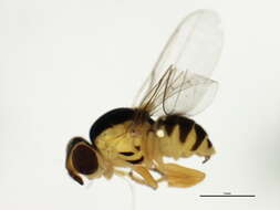 Image of Thaumatomyia trifasciata (Zetterstedt 1848)