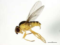 Image of Thaumatomyia trifasciata (Zetterstedt 1848)