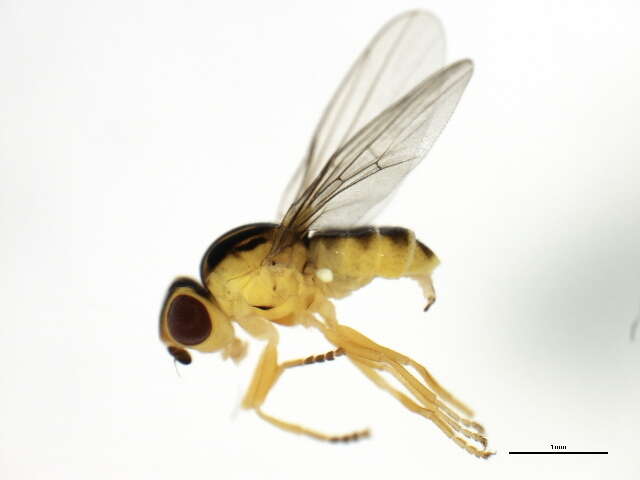 Image of Thaumatomyia trifasciata (Zetterstedt 1848)