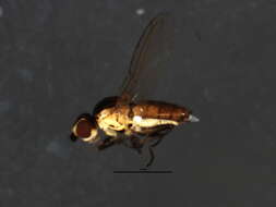 Image of Diplotoxa diplotoxoides (Becker 1912)