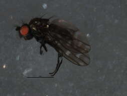 Image of Shore fly