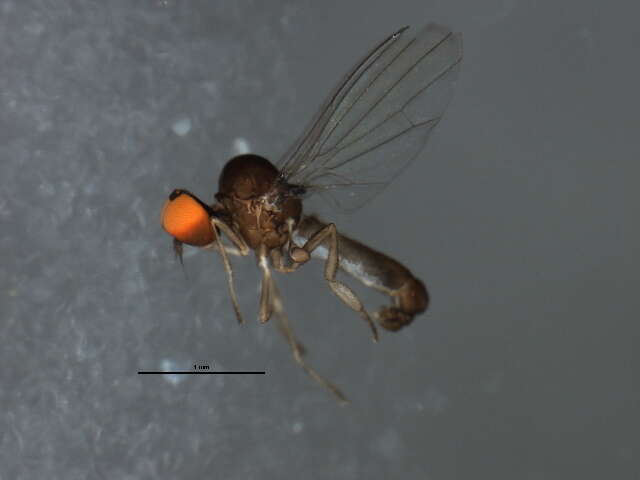 Image of Agathomyia