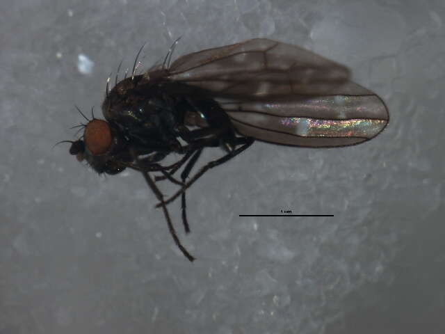 Image of Shore fly