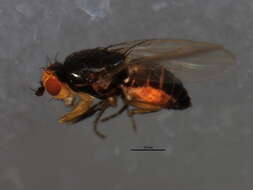 Spelobia ochripes (Meigen 1830) resmi