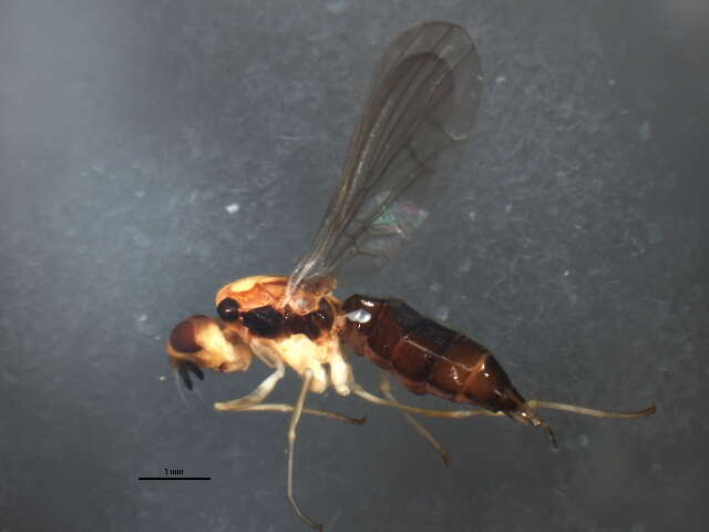 Image of rust flies