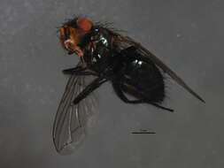 صورة Pollenia rudis (Fabricius 1794)