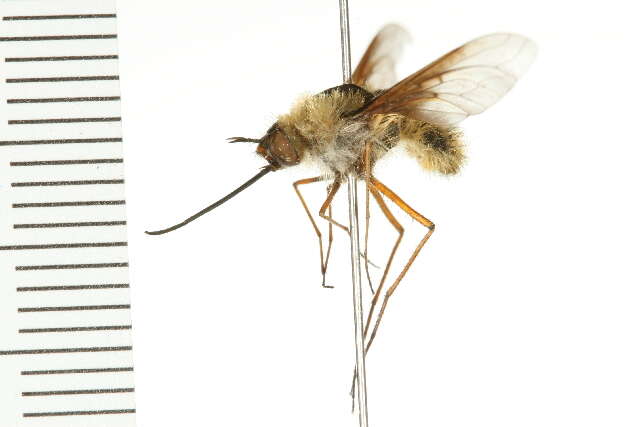 Image of Bombylius validus Loew 1863