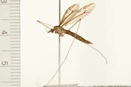 Image of Tipula (Yamatotipula) furca Walker 1848