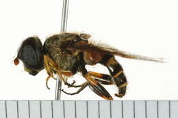 Imagem de Eristalis transversa Wiedemann 1830