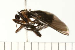 Image of Long-tailed Dance Fly