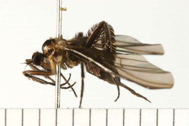 Image of Long-tailed Dance Fly