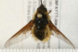 Image of Bombylius validus Loew 1863