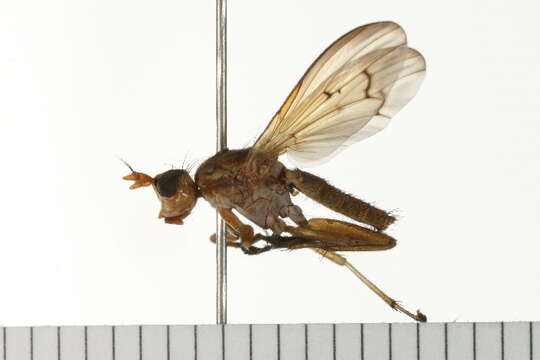 Image of Tetanocera plumosa Loew 1847