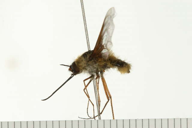 Image of Bombylius validus Loew 1863