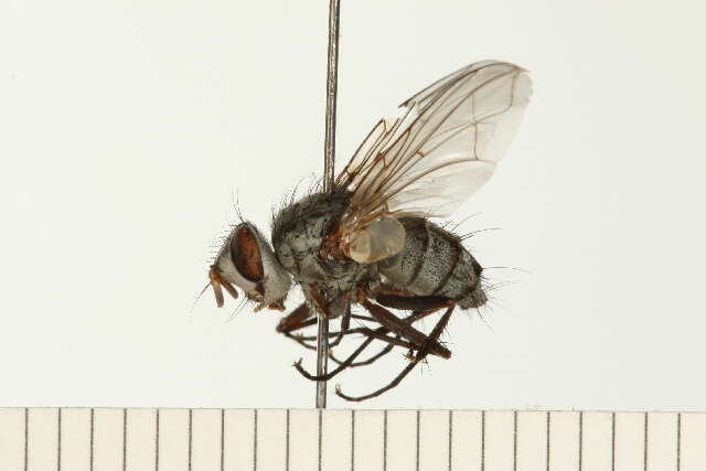 Image of Cryptomeigenia