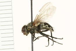 صورة Pollenia rudis (Fabricius 1794)