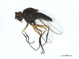 صورة Brachydeutera argentata (Walker 1853)