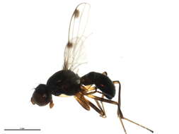 Image of Black scavenger fly