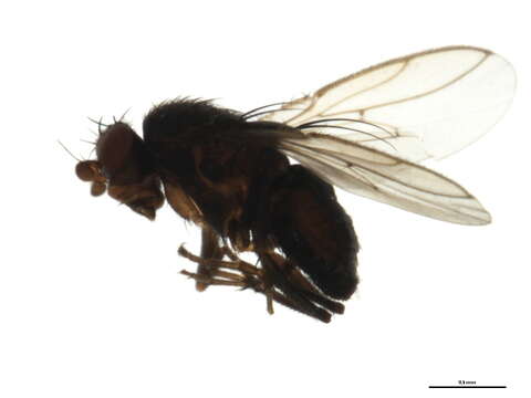 Image of Fly