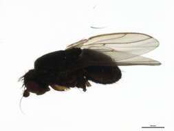 Image of Fly