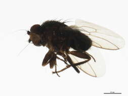 Image of Fly