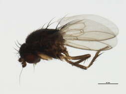 Image of Fly