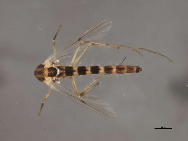 Image of Chironomus bifurcatus Wuelker, Martin, Kiknadze, Sublette & Michiels 2009