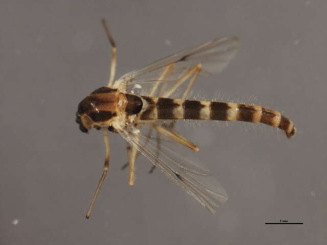 Image of Chironomus bifurcatus Wuelker, Martin, Kiknadze, Sublette & Michiels 2009