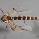 Image of Chironomus entis Schobanov 1989