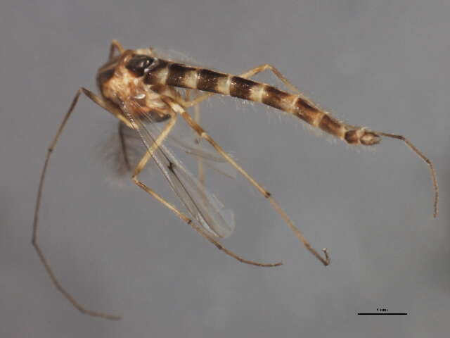 Image of Chironomus bifurcatus Wuelker, Martin, Kiknadze, Sublette & Michiels 2009