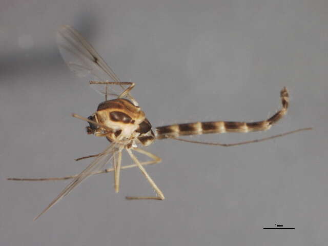 Image of Chironomus bifurcatus Wuelker, Martin, Kiknadze, Sublette & Michiels 2009