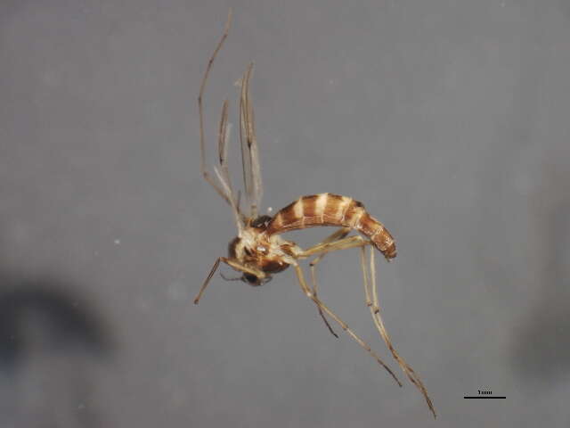 Image of Chironomus bifurcatus Wuelker, Martin, Kiknadze, Sublette & Michiels 2009