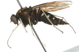 Image of Chrysopilus