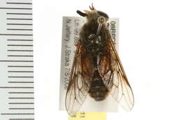 Image of Hybomitra