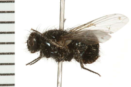 Image of Dasyphora cordilleriana