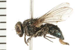 صورة Dasyphora