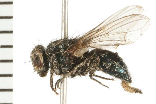 Image of Dasyphora