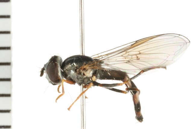 Image of Platycheirus hyperboreus (Staeger 1845)
