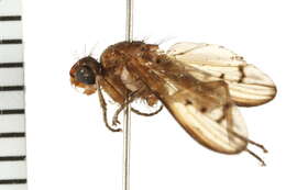 Image of Tetanocera melanostigma Steyskal 1959